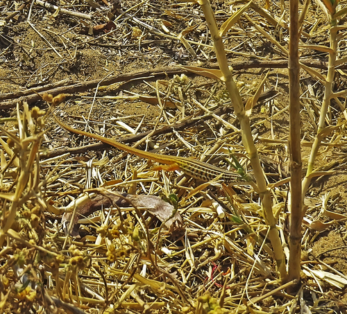 Johnston’s long-tailed lizard, Latastia johnstonii