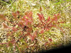 Drosera × obovata