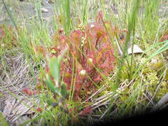 Drosera × obovata
