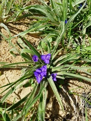 Tradescantia subacaulis