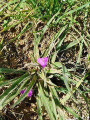 Tradescantia subacaulis