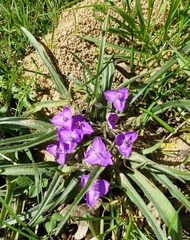 Tradescantia subacaulis