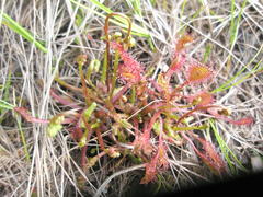 Drosera × obovata