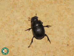 Metacatharsius