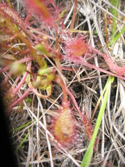 Drosera × obovata