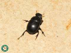 Metacatharsius