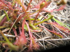 Drosera × obovata