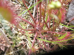 Drosera × obovata