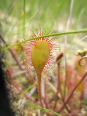 Drosera × obovata