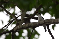 Megabyas flammulatus