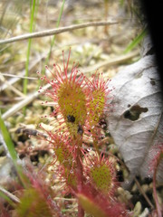 Drosera × obovata