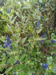 Monnina salicifolia