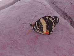 Chlosyne lacinia crocale