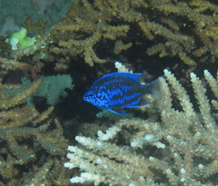 Chrysiptera springeri