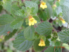 Lindenbergia muraria