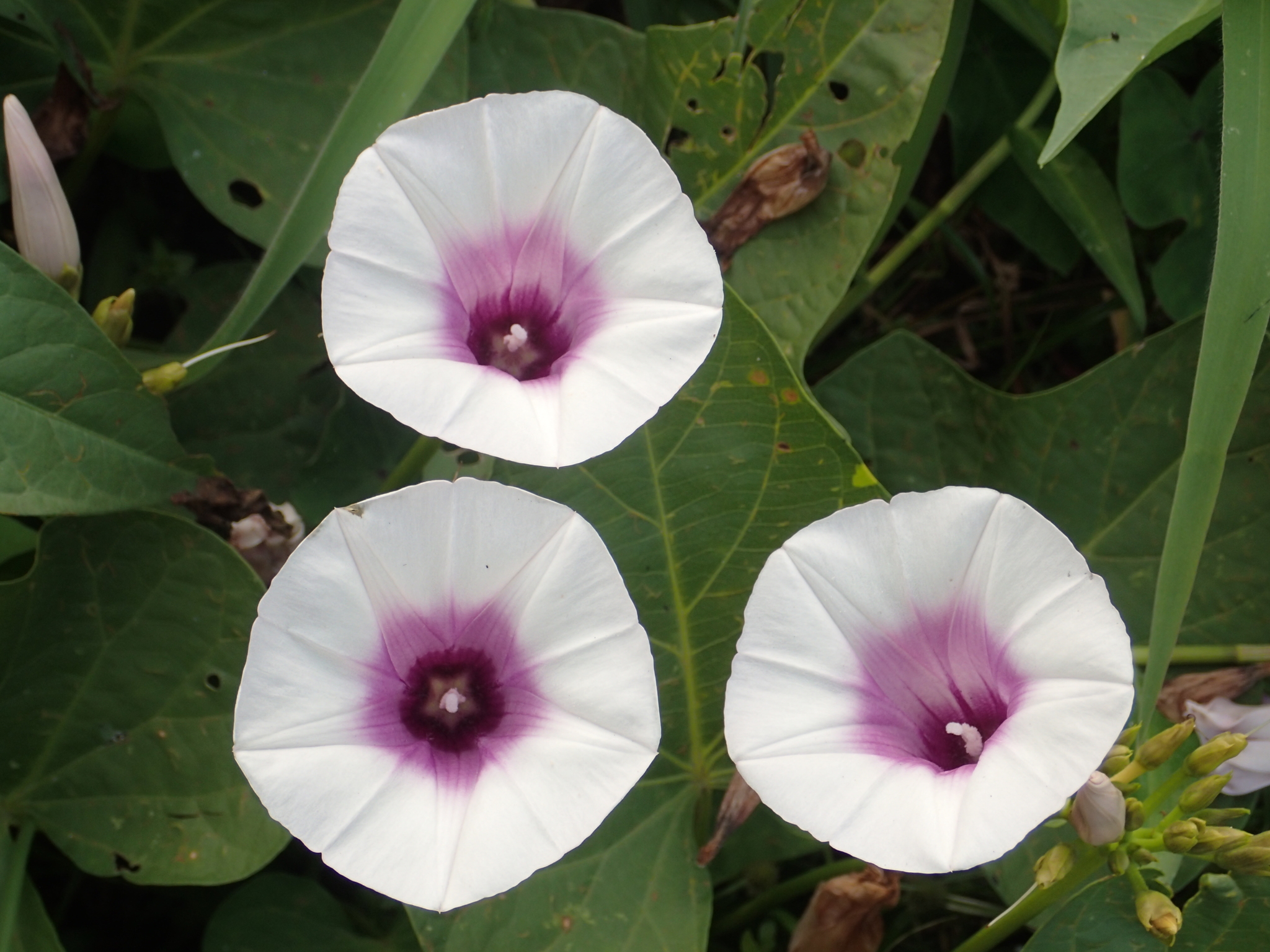 Camote morado (Ipomoea batatas) · iNaturalist Guatemala, image size:2048x1536