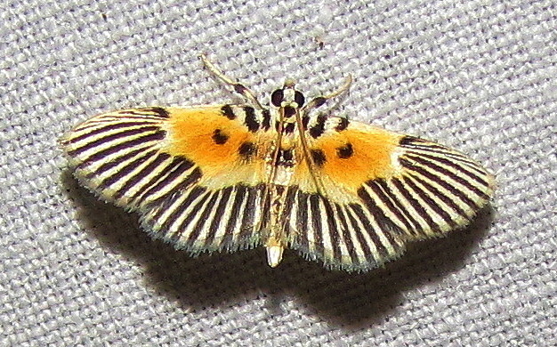Nevrina radiata