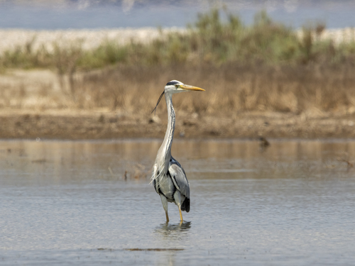 Grey Heron