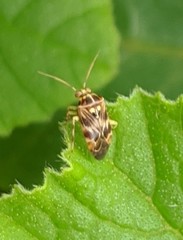 Tropidosteptes quercicola