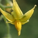 Solanum lycopersicum - Photo (c) 葉子,  זכויות יוצרים חלקיות (CC BY-NC-ND)