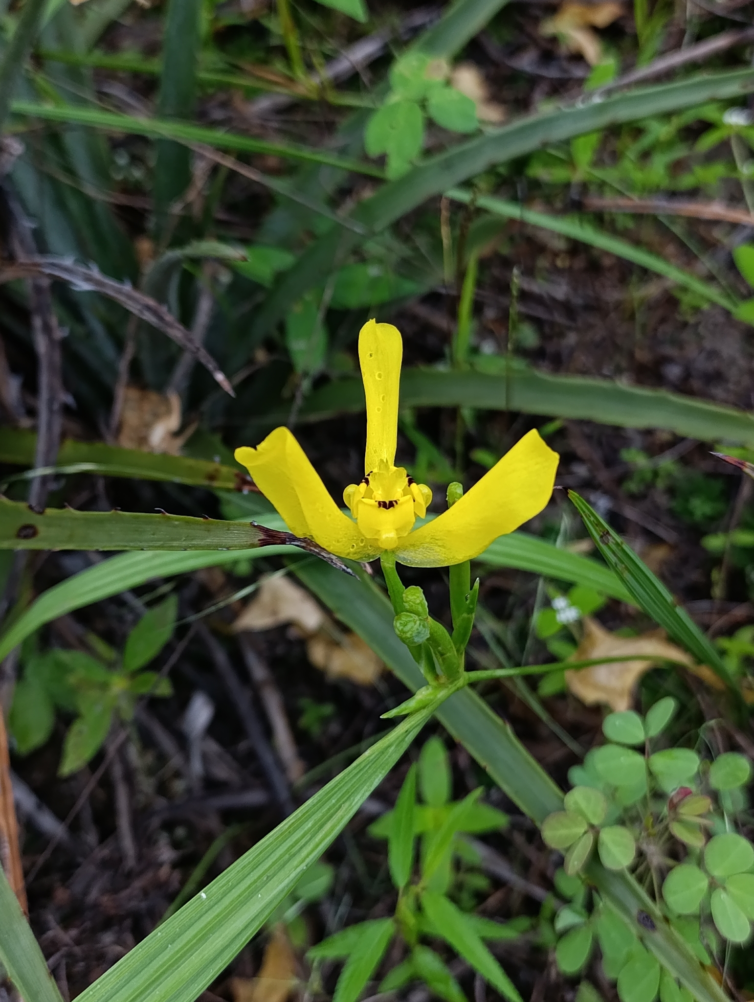 Cipura xanthomelas