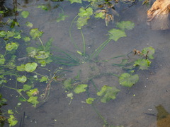 Nymphoides hydrophylla