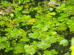 Nymphoides hydrophylla