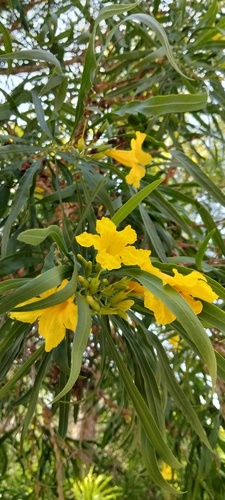 Astianthus viminalis, 2026-04-24