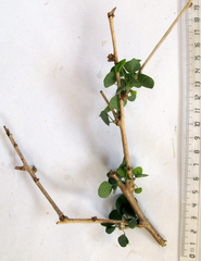 Cissampelos capensis