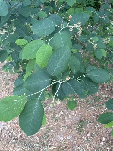 Amelanchier arborea