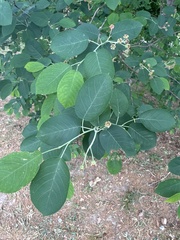 Amelanchier arborea