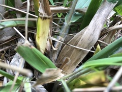 Dichanthelium scabriusculum