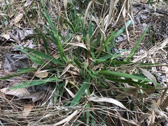 Dichanthelium scabriusculum