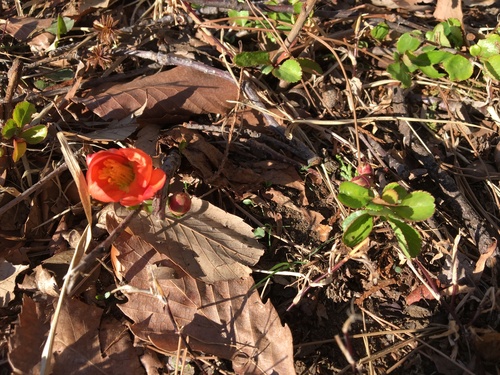 Chaenomeles japonica
