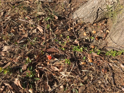 Chaenomeles japonica