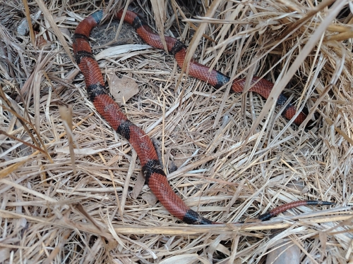 West Mexican Milksnake