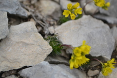 Draba aizoides