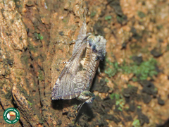 Metarbelidae