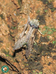 Metarbelidae