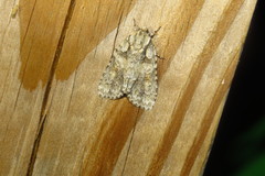 Acronicta ovata