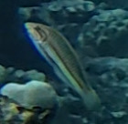Thalassoma rueppellii