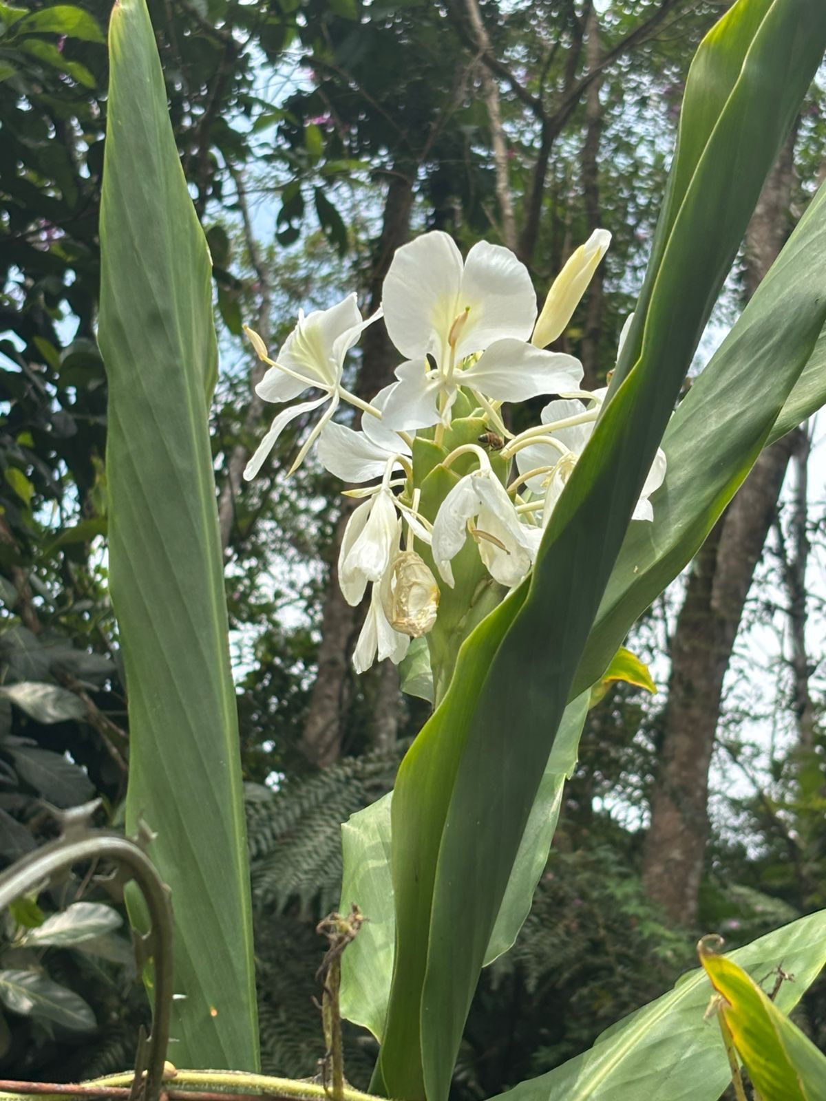 Hedychium coronarium