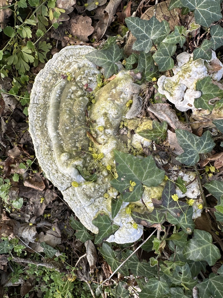 Trametes gibbosa · April 2026 · photo: © katrin_simon (iNaturalist, cc-by)