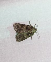 Acronicta tristis