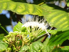 Clerodendrum glandulosum