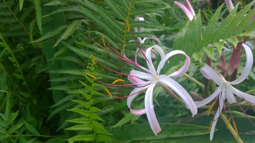 Crinum mauritianum, photograph 1