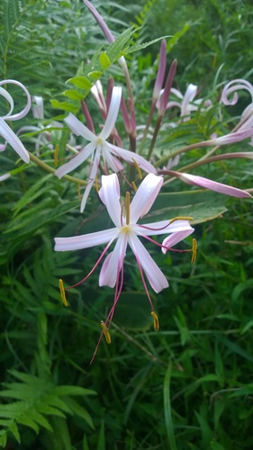 Crinum mauritianum, photograph 3
