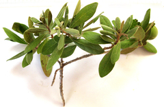 Diospyros dichrophylla