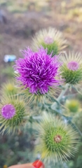 Cirsium rhaphilepis