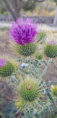 Cirsium rhaphilepis